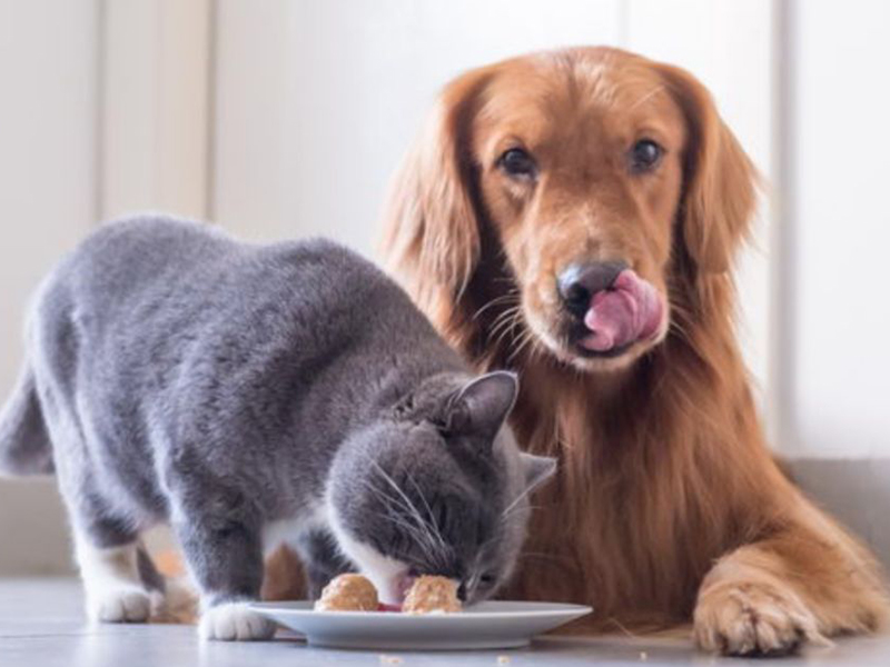 What is Pet Food?