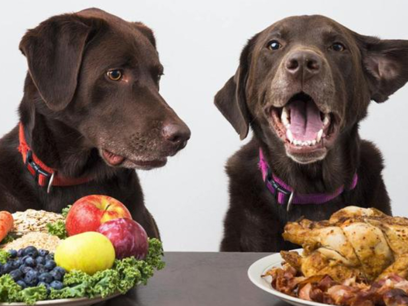 The Importance of a Balanced Diet for Your Pet Exploring the World of Pet Food