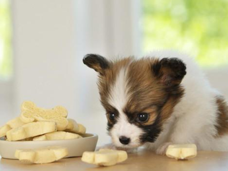 Decoding Pet Food Labels Understanding the Ingredients and Nutritional Information