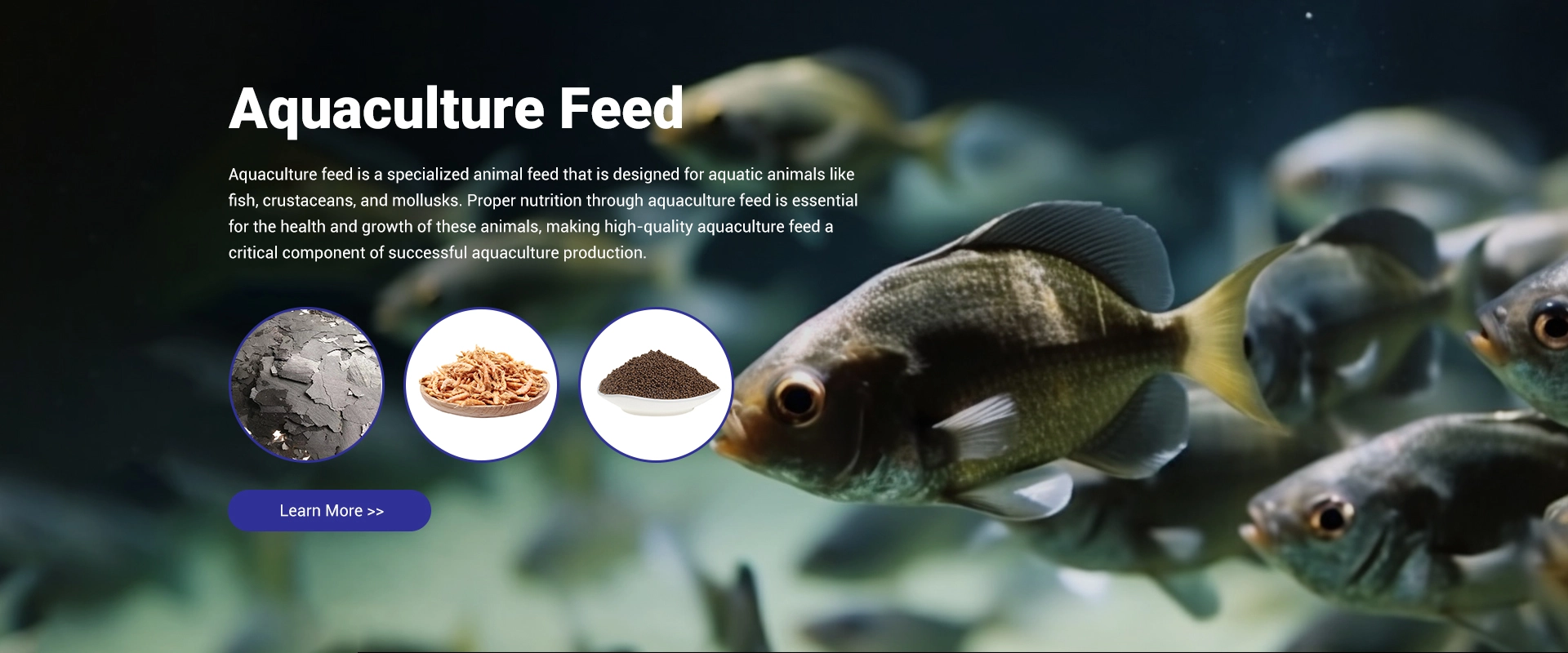 Aquaculture Feed
