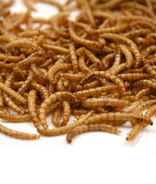 freeze dried mealworms for chickens