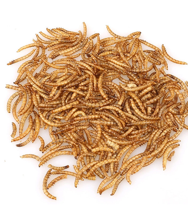 freeze dried mealworms bulk