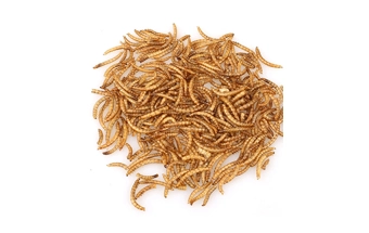 Dried Breadworm