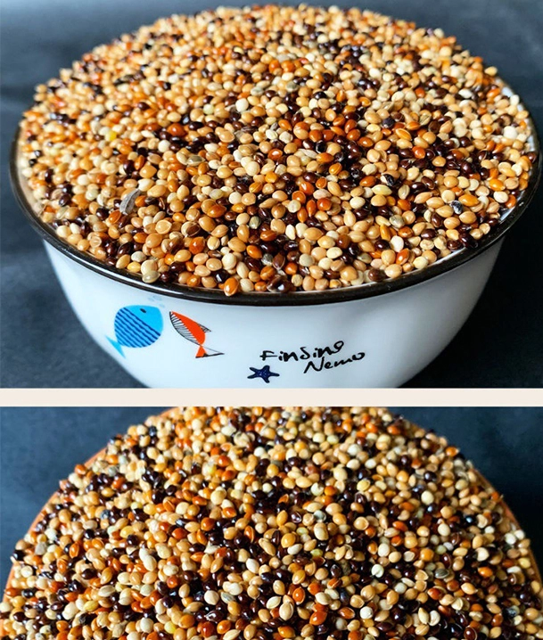 millet bird seed bulk
