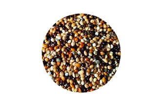 White/Yellow/Red/Black/Brown Millet Seed for Bird