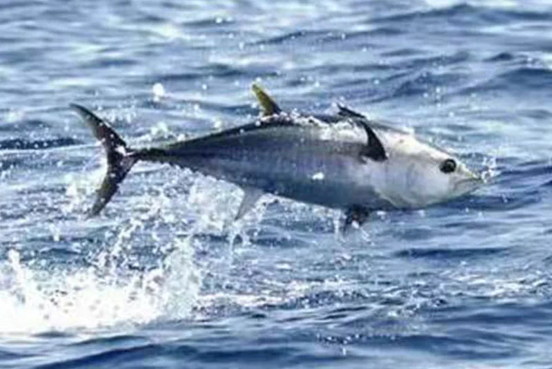 Tuna Meat