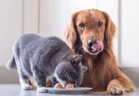 What is Pet Food?
