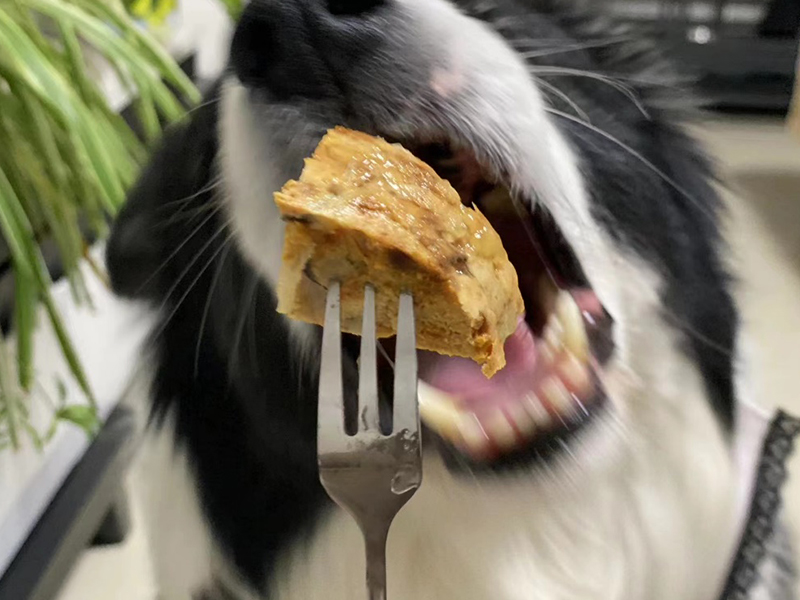 Homemade vs. Commercial Pet Food Pros and Cons