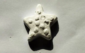 White Fish Feed